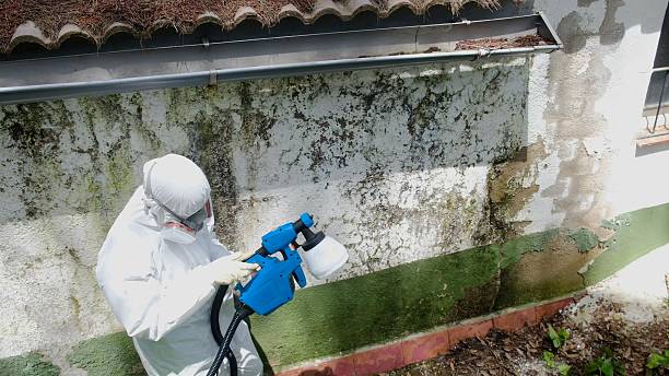 Trusted Black Mold Removal service in Akron, PA - Cheap Mold Removal